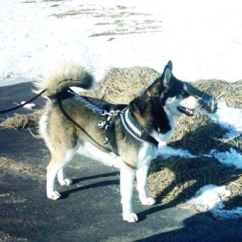 Das Bild zeigt einen Hund aus der Rubik Kundenfeedbacks