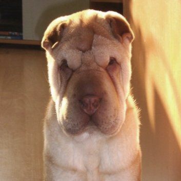 Das Bild zeigt einen Hund aus der Rubik Kundenfeedbacks