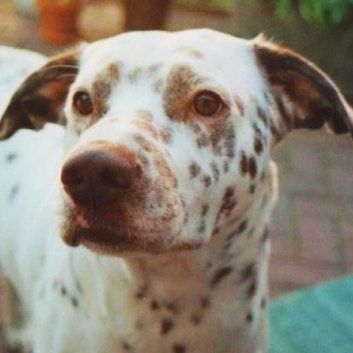 Das Bild zeigt einen Hund aus der Rubik Kundenfeedbacks