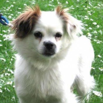 Das Bild zeigt einen Hund aus der Rubik Kundenfeedbacks