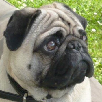 Das Bild zeigt einen Hund aus der Rubik Kundenfeedbacks