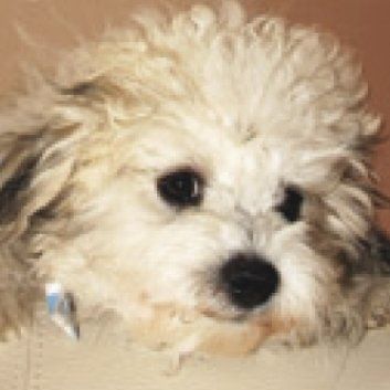 Das Bild zeigt einen Hund aus der Rubik Kundenfeedbacks