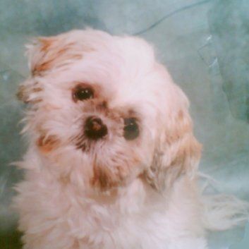 Das Bild zeigt einen Hund aus der Rubik Kundenfeedbacks