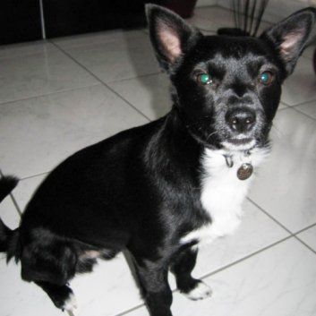 Das Bild zeigt einen Hund aus der Rubik Kundenfeedbacks