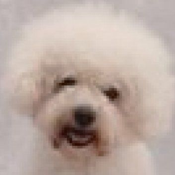 Das Bild zeigt einen Hund aus der Rubik Kundenfeedbacks