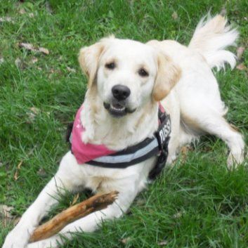 Das Bild zeigt einen Hund aus der Rubik Kundenfeedbacks