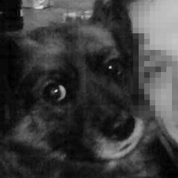 Das Bild zeigt einen Hund aus der Rubik Kundenfeedbacks