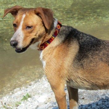 Das Bild zeigt einen Hund aus der Rubik Kundenfeedbacks