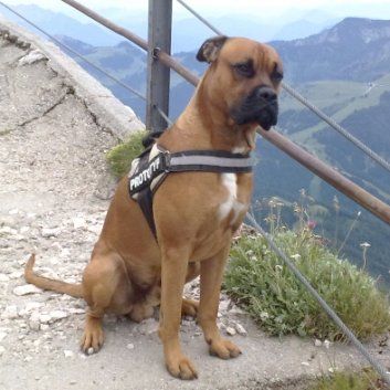 Das Bild zeigt einen Hund aus der Rubik Kundenfeedbacks