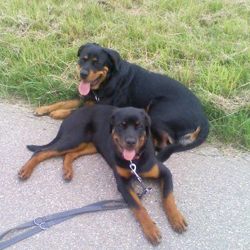 Das Bild zeigt einen Hund aus der Rubik Kundenfeedbacks