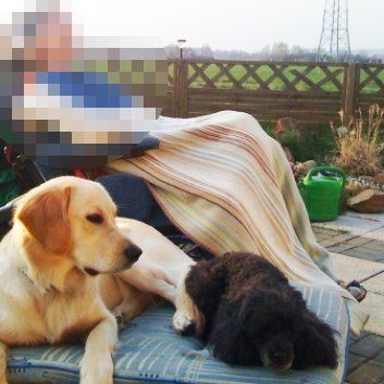 Das Bild zeigt einen Hund aus der Rubik Kundenfeedbacks