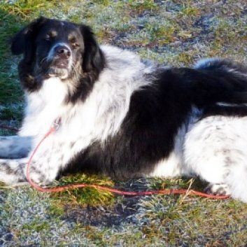 Das Bild zeigt einen Hund aus der Rubik Kundenfeedbacks