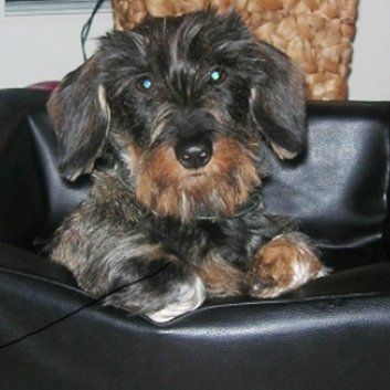 Das Bild zeigt einen Hund aus der Rubik Kundenfeedbacks