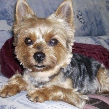 Das Bild zeigt einen Hund aus der Rubik Kundenfeedbacks