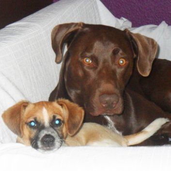 Das Bild zeigt einen Hund aus der Rubik Kundenfeedbacks