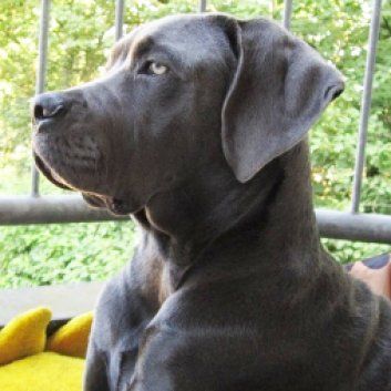 Das Bild zeigt einen Hund aus der Rubik Kundenfeedbacks