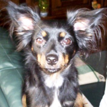 Das Bild zeigt einen Hund aus der Rubik Kundenfeedbacks