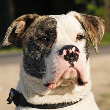 Das Bild zeigt einen Hund aus der Rubik Kundenfeedbacks