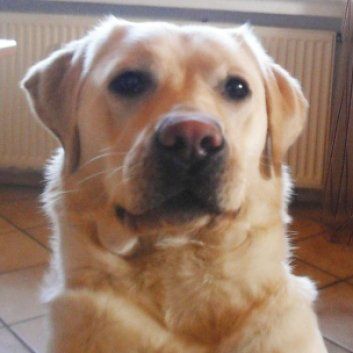 Das Bild zeigt einen Hund aus der Rubik Kundenfeedbacks