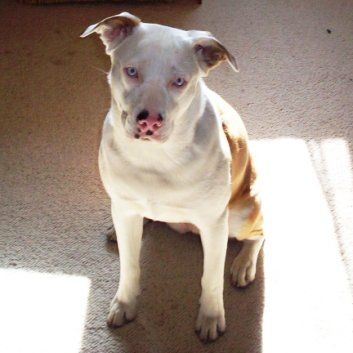 Das Bild zeigt einen Hund aus der Rubik Kundenfeedbacks