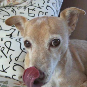 Das Bild zeigt einen Hund aus der Rubik Kundenfeedbacks