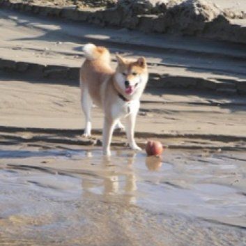 Das Bild zeigt einen Hund aus der Rubik Kundenfeedbacks