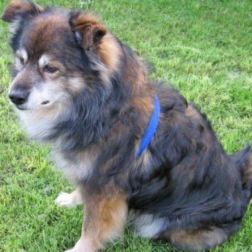 Das Bild zeigt einen Hund aus der Rubik Kundenfeedbacks