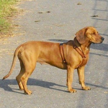 Das Bild zeigt einen Hund aus der Rubik Kundenfeedbacks