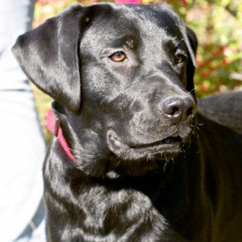 Das Bild zeigt einen Hund aus der Rubik Kundenfeedbacks