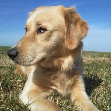 Das Bild zeigt einen Hund aus der Rubik Kundenfeedbacks