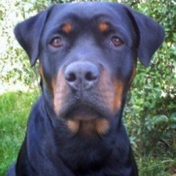 Das Bild zeigt einen Hund aus der Rubik Kundenfeedbacks