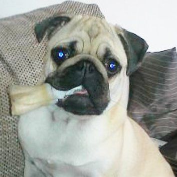 Das Bild zeigt einen Hund aus der Rubik Kundenfeedbacks