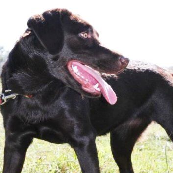 Das Bild zeigt einen Hund aus der Rubik Kundenfeedbacks