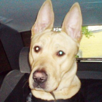 Das Bild zeigt einen Hund aus der Rubik Kundenfeedbacks