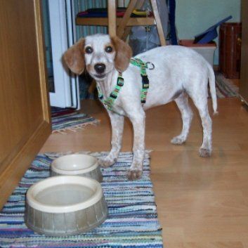 Das Bild zeigt einen Hund aus der Rubik Kundenfeedbacks