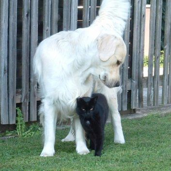 Das Bild zeigt einen Hund aus der Rubik Kundenfeedbacks