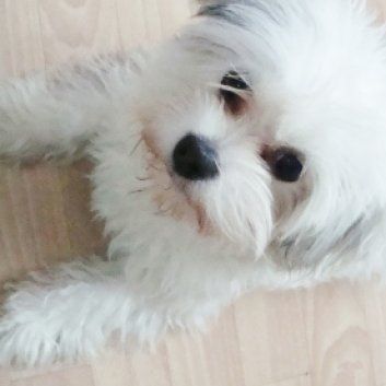 Das Bild zeigt einen Hund aus der Rubik Kundenfeedbacks