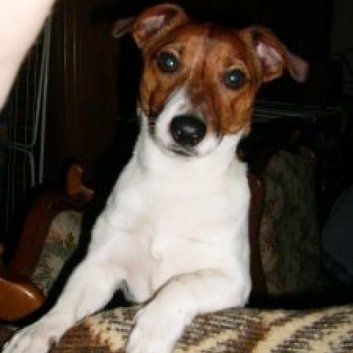 Das Bild zeigt einen Hund aus der Rubik Kundenfeedbacks