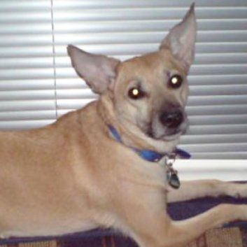 Das Bild zeigt einen Hund aus der Rubik Kundenfeedbacks