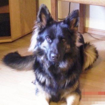 Das Bild zeigt einen Hund aus der Rubik Kundenfeedbacks