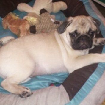 Das Bild zeigt einen Hund aus der Rubik Kundenfeedbacks