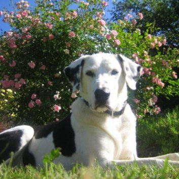 Das Bild zeigt einen Hund aus der Rubik Kundenfeedbacks