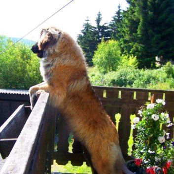 Das Bild zeigt einen Hund aus der Rubik Kundenfeedbacks