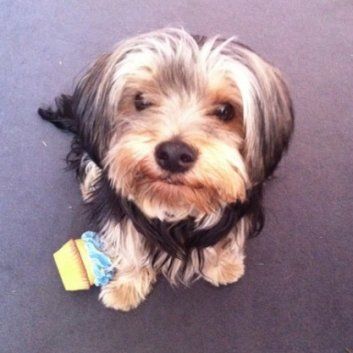 Das Bild zeigt einen Hund aus der Rubik Kundenfeedbacks