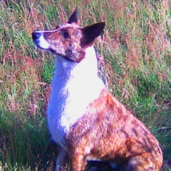 Das Bild zeigt einen Hund aus der Rubik Kundenfeedbacks