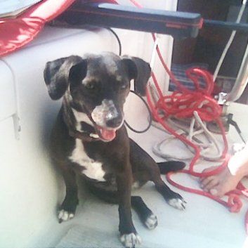 Das Bild zeigt einen Hund aus der Rubik Kundenfeedbacks