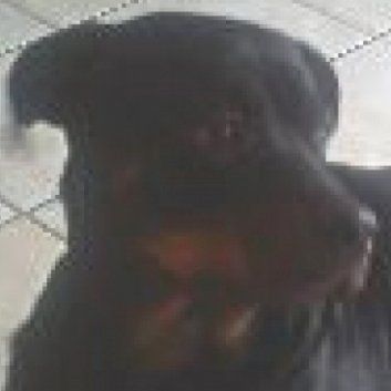 Das Bild zeigt einen Hund aus der Rubik Kundenfeedbacks