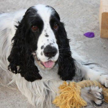 Das Bild zeigt einen Hund aus der Rubik Kundenfeedbacks
