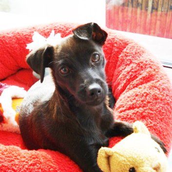 Das Bild zeigt einen Hund aus der Rubik Kundenfeedbacks