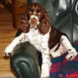 Das Bild zeigt einen Hund aus der Rubik Kundenfeedbacks